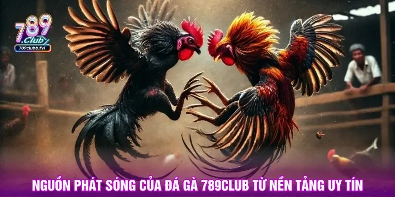 Đá gà 789Club tích hợp từ nguồn phát sóng chất lượng cao